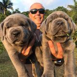 pet finder ph|Puppies for sale, dogs .